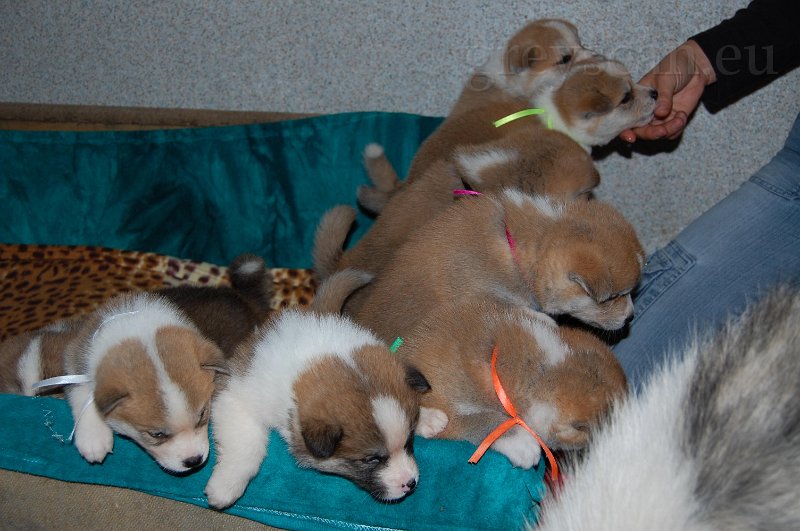 4 a všichni chceme pohladit.jpg